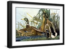 Mallard Duck-John James Audubon-Framed Giclee Print