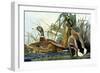 Mallard Duck-John James Audubon-Framed Giclee Print