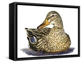 Mallard Duck-Tim Knepp-Framed Stretched Canvas