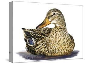 Mallard Duck-Tim Knepp-Stretched Canvas