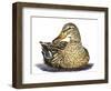 Mallard Duck-Tim Knepp-Framed Giclee Print