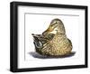 Mallard Duck-Tim Knepp-Framed Giclee Print