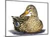 Mallard Duck-Tim Knepp-Mounted Giclee Print