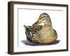 Mallard Duck-Tim Knepp-Framed Giclee Print