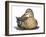 Mallard Duck-Tim Knepp-Framed Giclee Print