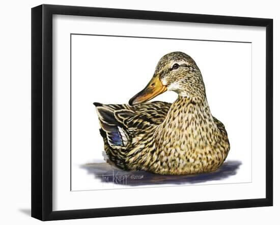 Mallard Duck-Tim Knepp-Framed Giclee Print