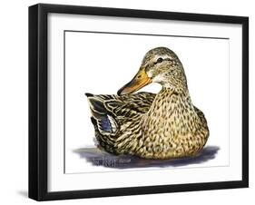 Mallard Duck-Tim Knepp-Framed Giclee Print