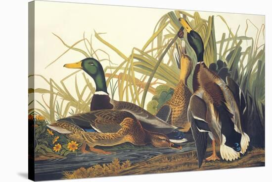 Mallard Duck-John James Audubon-Stretched Canvas