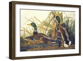 Mallard Duck-John James Audubon-Framed Art Print