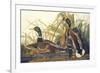 Mallard Duck-John James Audubon-Framed Premium Giclee Print