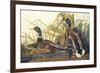 Mallard Duck-John James Audubon-Framed Premium Giclee Print