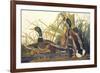 Mallard Duck-John James Audubon-Framed Premium Giclee Print