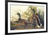 Mallard Duck-John James Audubon-Framed Premium Giclee Print
