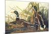 Mallard Duck-John James Audubon-Mounted Premium Giclee Print