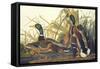 Mallard Duck-John James Audubon-Framed Stretched Canvas