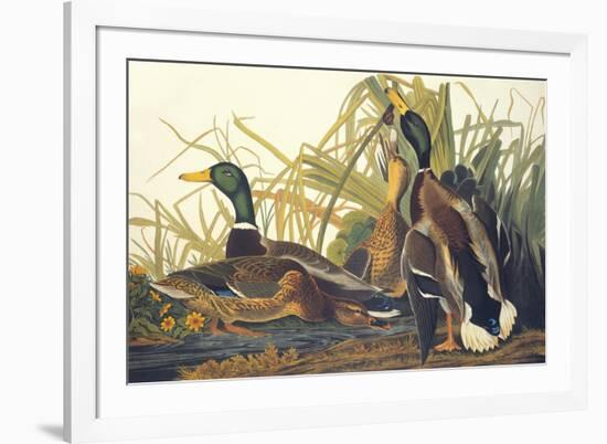 Mallard Duck-John James Audubon-Framed Art Print