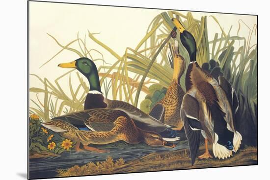Mallard Duck-John James Audubon-Mounted Art Print