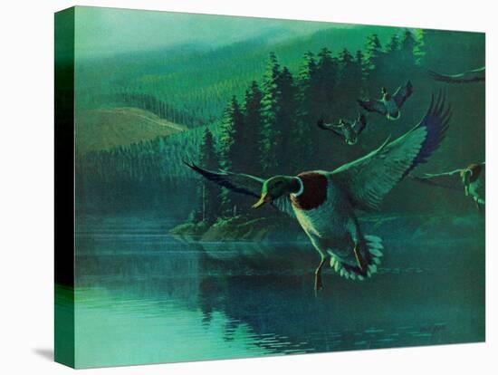 Mallard Duck-Stan Galli-Stretched Canvas