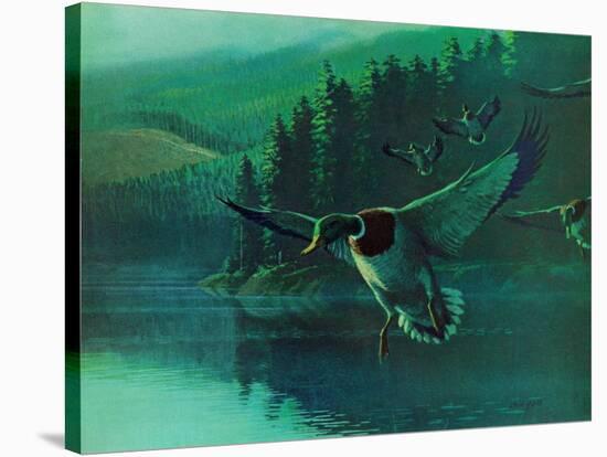 Mallard Duck-Stan Galli-Stretched Canvas