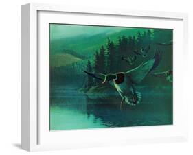 Mallard Duck-Stan Galli-Framed Giclee Print