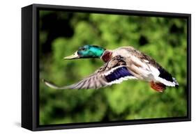 Mallard Duck-Lantern Press-Framed Stretched Canvas