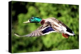 Mallard Duck-Lantern Press-Stretched Canvas