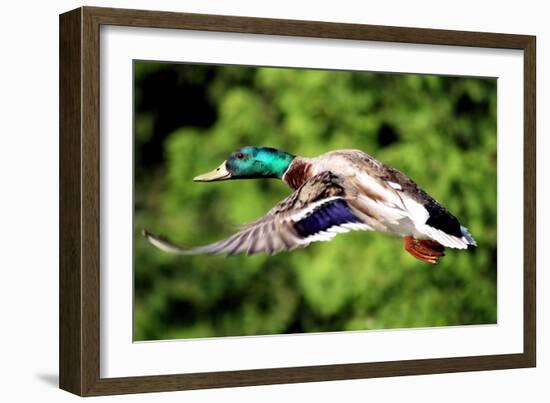 Mallard Duck-Lantern Press-Framed Art Print