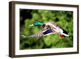 Mallard Duck-Lantern Press-Framed Art Print