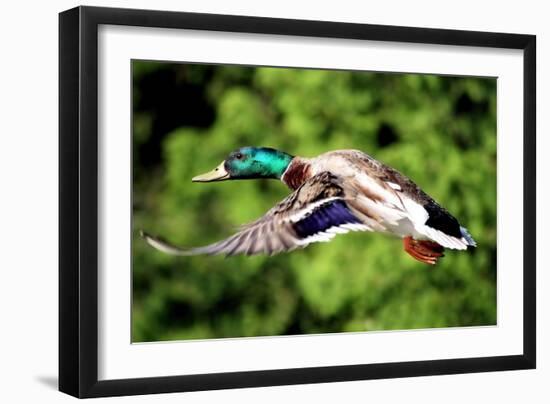 Mallard Duck-Lantern Press-Framed Art Print