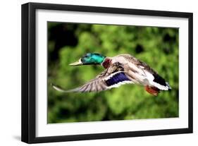 Mallard Duck-Lantern Press-Framed Art Print