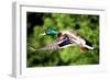 Mallard Duck-Lantern Press-Framed Art Print