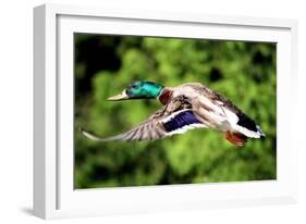 Mallard Duck-Lantern Press-Framed Art Print