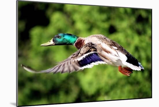 Mallard Duck-Lantern Press-Mounted Art Print