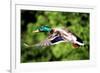 Mallard Duck-Lantern Press-Framed Premium Giclee Print