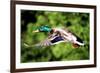 Mallard Duck-Lantern Press-Framed Premium Giclee Print