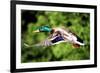 Mallard Duck-Lantern Press-Framed Premium Giclee Print