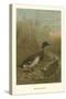 Mallard Duck-null-Stretched Canvas