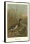 Mallard Duck-null-Framed Stretched Canvas