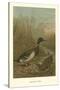 Mallard Duck-null-Stretched Canvas