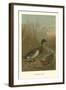 Mallard Duck-null-Framed Art Print