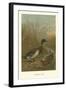 Mallard Duck-null-Framed Art Print