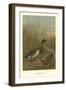 Mallard Duck-null-Framed Art Print