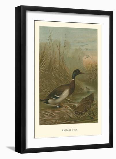 Mallard Duck-null-Framed Art Print