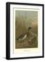 Mallard Duck-null-Framed Art Print