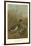 Mallard Duck-null-Framed Art Print