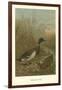 Mallard Duck-null-Framed Art Print