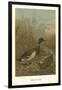 Mallard Duck-null-Framed Art Print