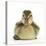 Mallard Duckling (Anas Platyrhynchos) Portrait, Sitting, Aged 1 Week-Mark Taylor-Stretched Canvas