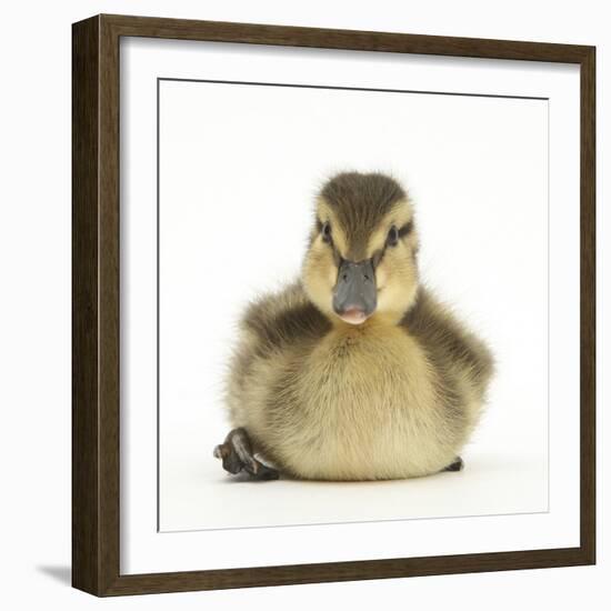 Mallard Duckling (Anas Platyrhynchos) Portrait, Sitting, Aged 1 Week-Mark Taylor-Framed Photographic Print