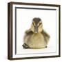 Mallard Duckling (Anas Platyrhynchos) Portrait, Sitting, Aged 1 Week-Mark Taylor-Framed Photographic Print